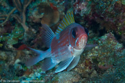 BD-101207-Playa-del-Carmen-2766-Holocentrus-adscensionis-(Osbeck.-1765)-[Squirrelfish].jpg